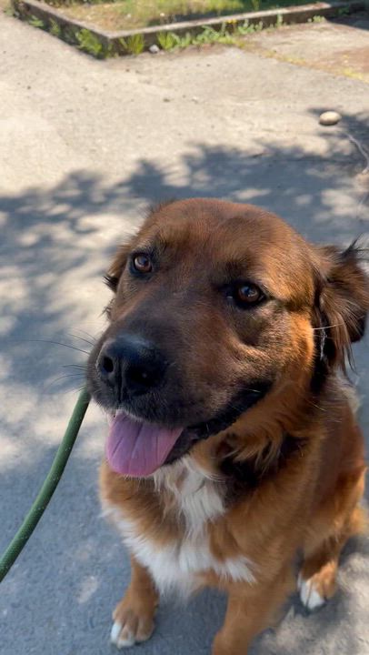 Enlarge Red, a Adoptable mixed breed in Snoqualmie, WA video 4/4