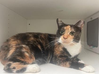 Chocholata, Adoptable, Adult Female Domestic Short Hair & Domestic Short Hair.