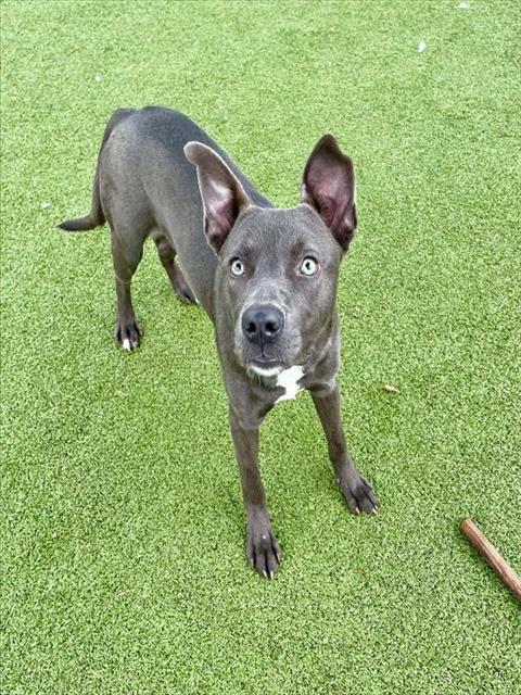 MARA, Adoptable, Young Female Pit Bull Terrier.