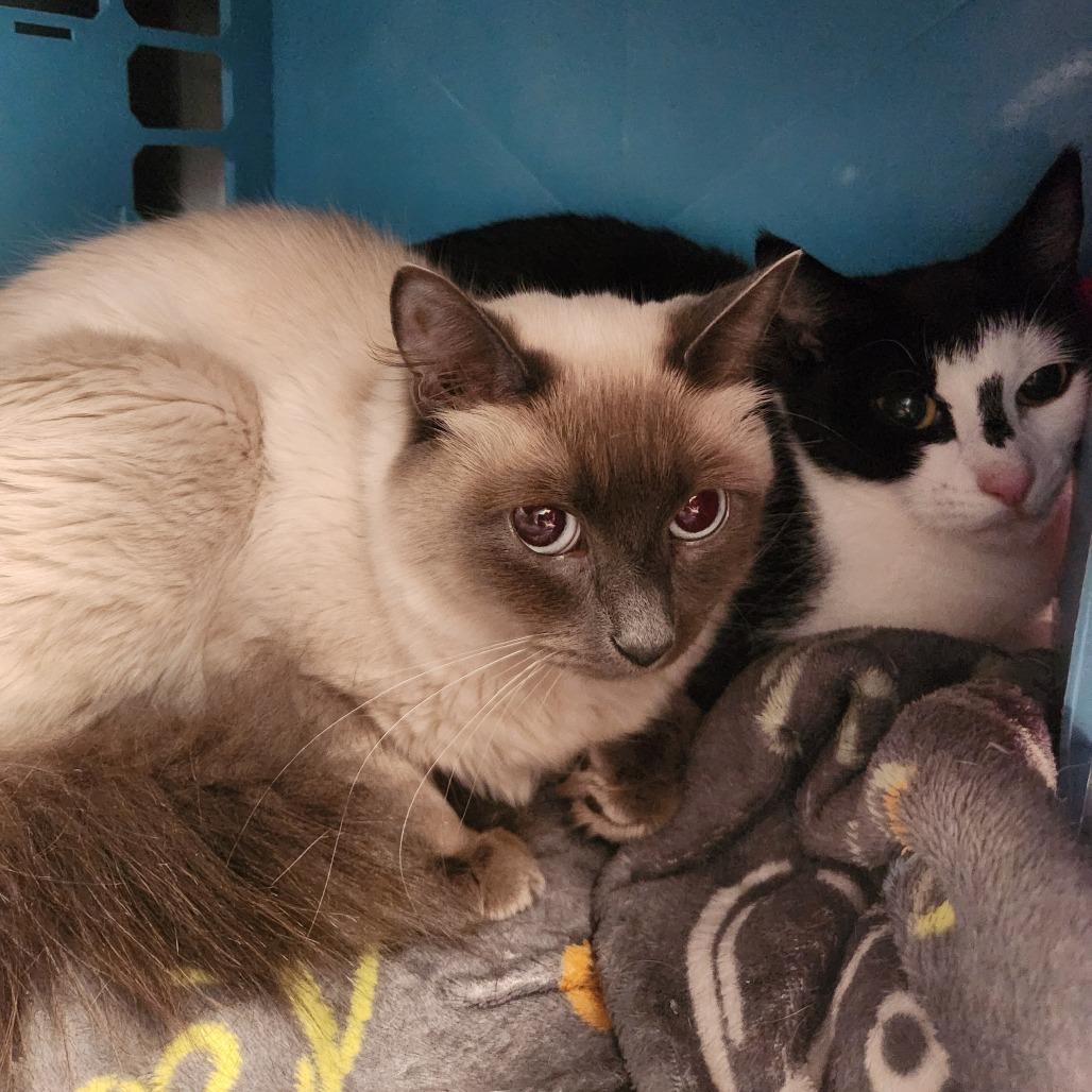 Princess, Adoptable, Adult Female Domestic Short Hair.