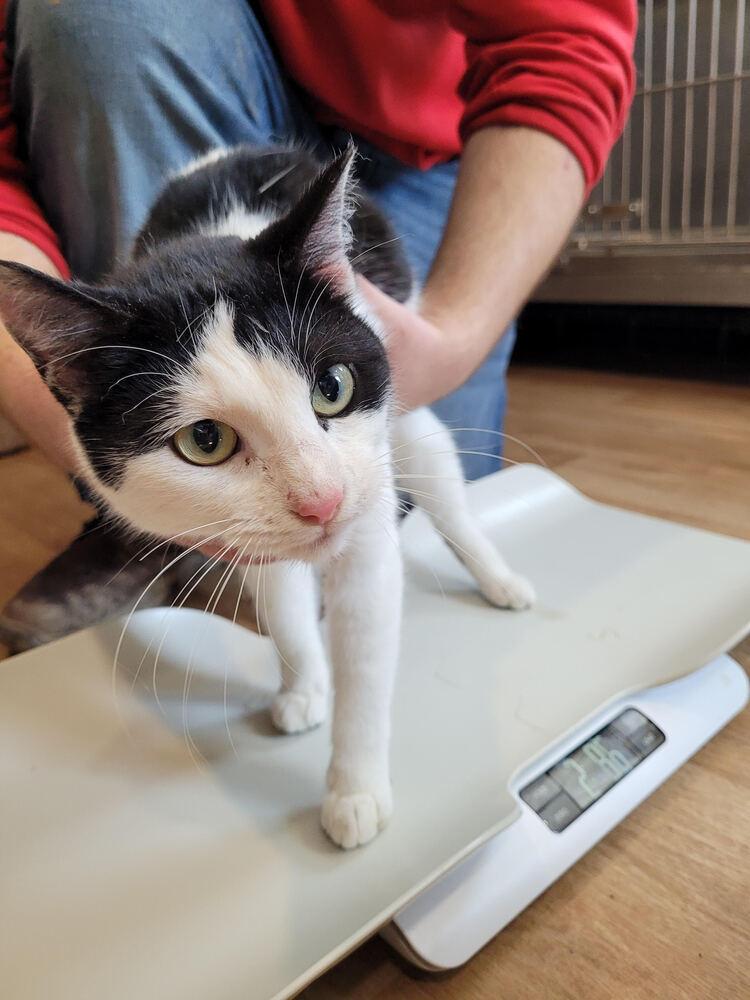 Catalina, Adoptable, Adult Female Domestic Short Hair.