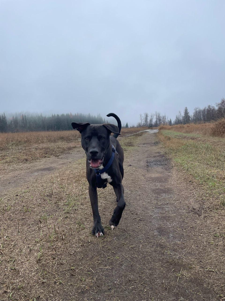 Enlarge Freddy, a Adoptable mixed breed in Kamloops, BC image 5/5