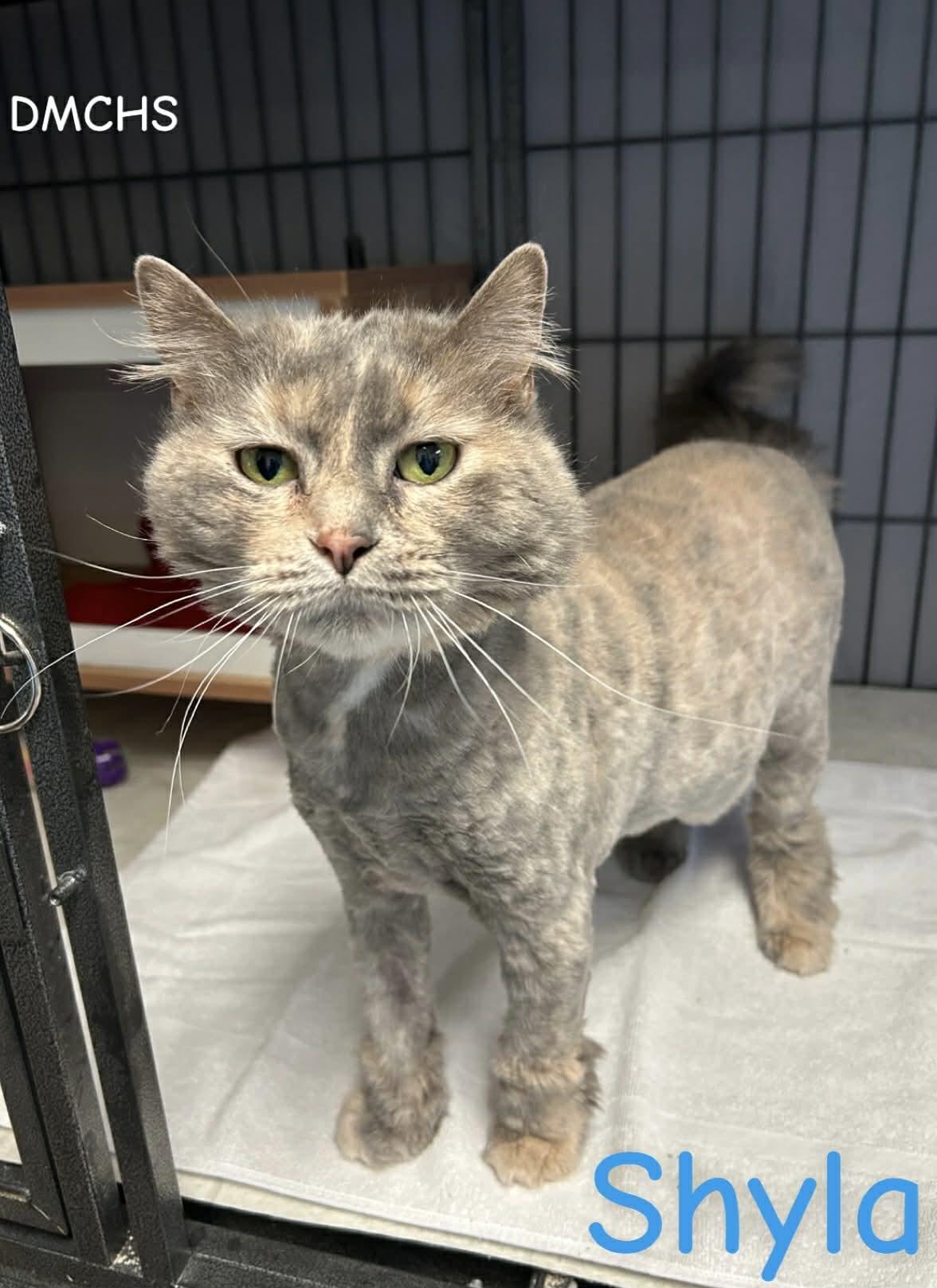 Shyla, a Adoptable Domestic Long Hair in Burlington, IA image 1/2