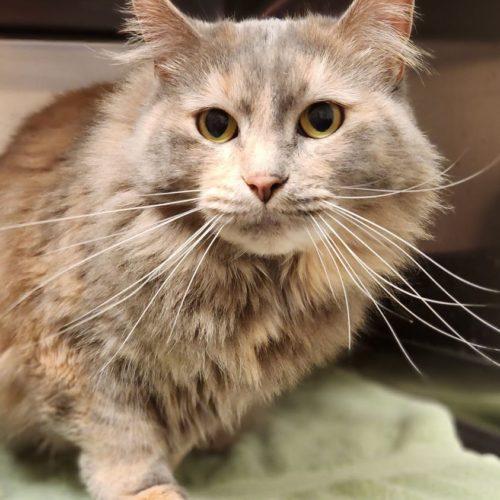 Shyla, a Adoptable Domestic Long Hair in Burlington, IA image 2/2