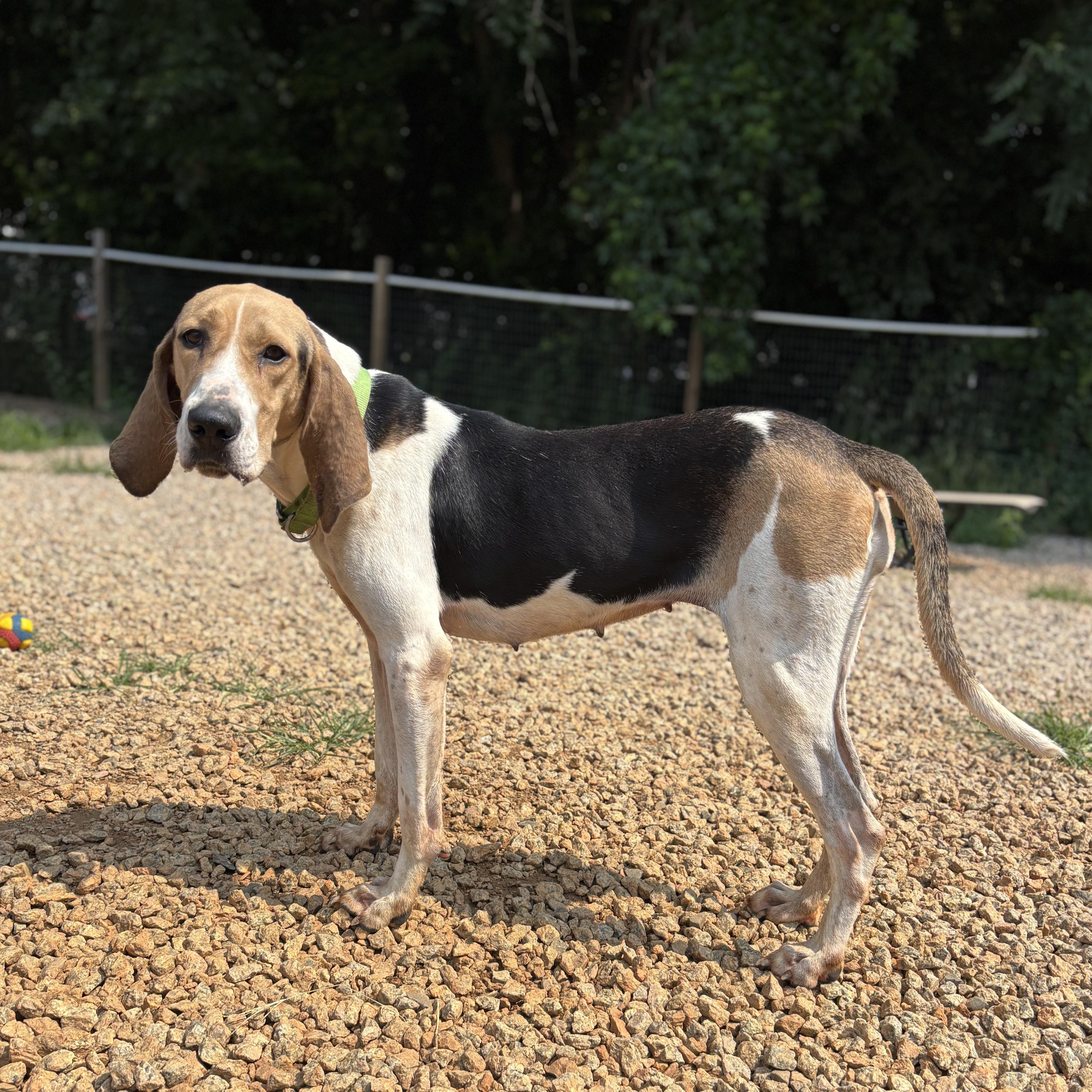 Enlarge Tulip, a Adoptable mixed breed in Jamaica Plain, MA image 4/6