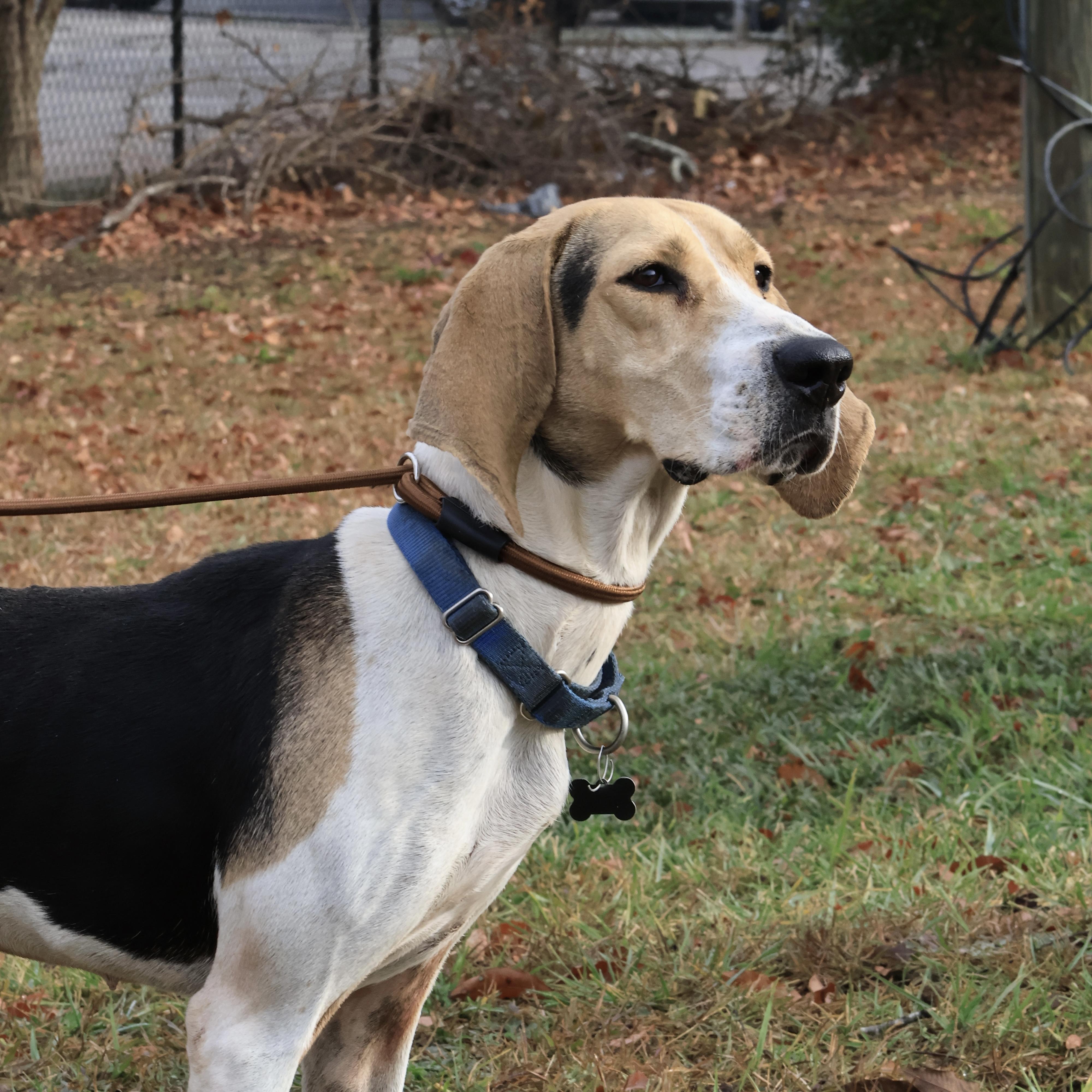 Enlarge Tulip, a Adoptable mixed breed in Jamaica Plain, MA image 3/6