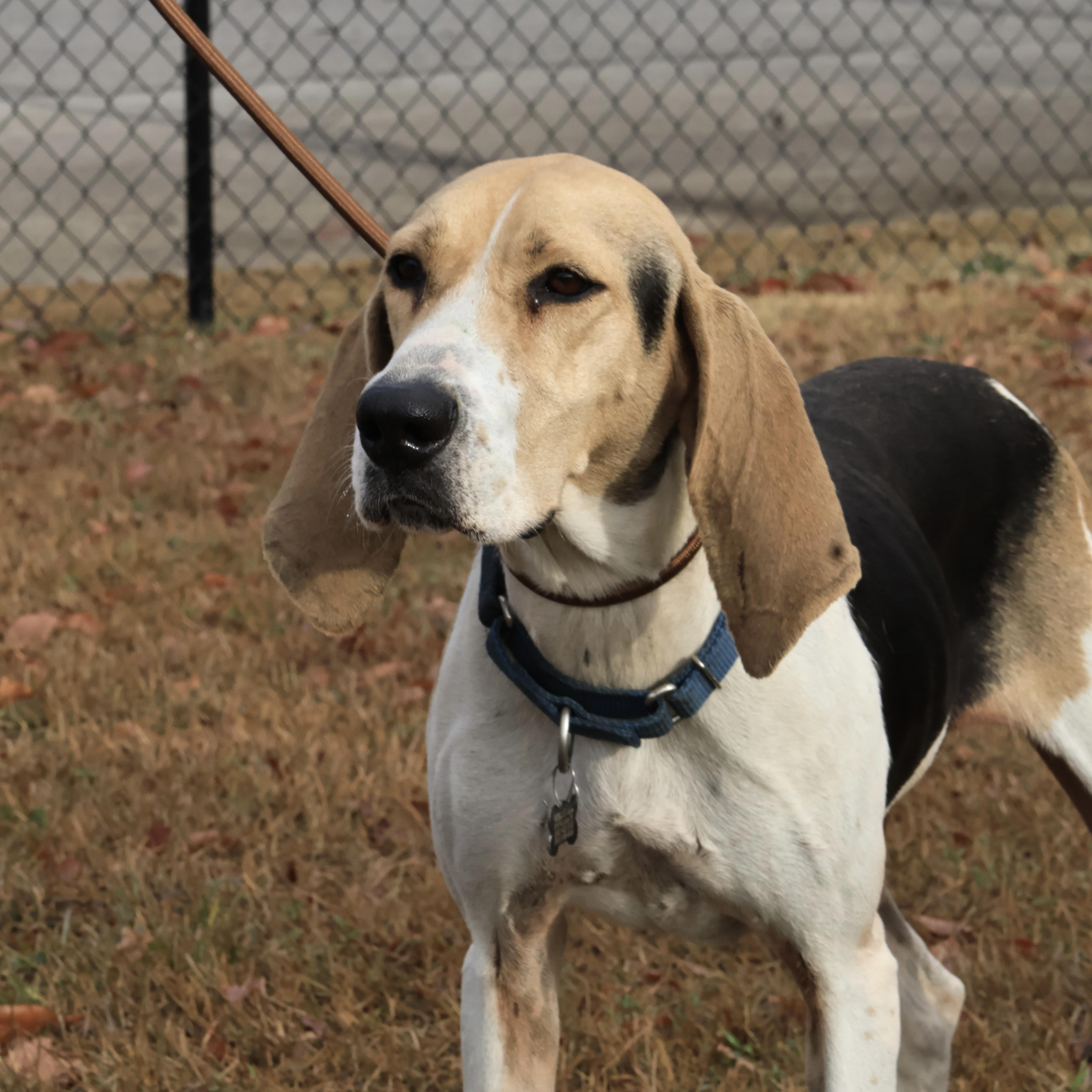 Enlarge Tulip, a Adoptable mixed breed in Jamaica Plain, MA image 5/6