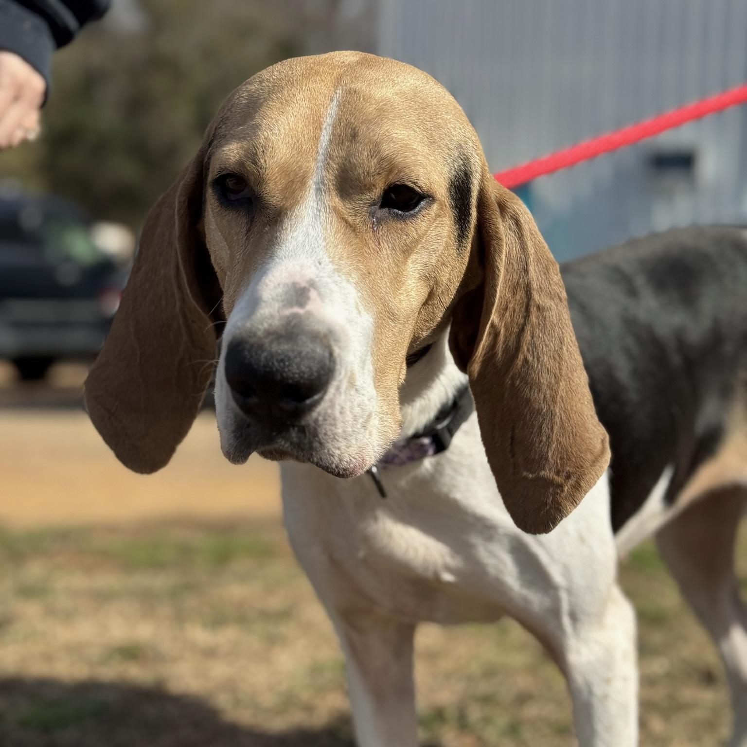 Enlarge Tulip, a Adoptable mixed breed in Jamaica Plain, MA image 2/6