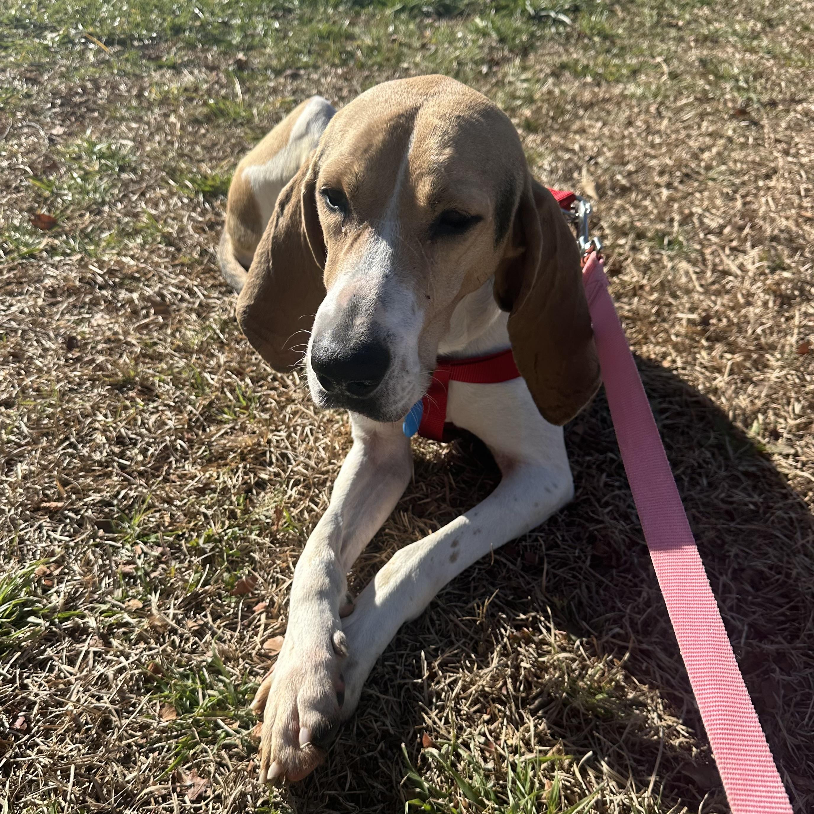 Enlarge Tulip, a Adoptable mixed breed in Jamaica Plain, MA image 1/6