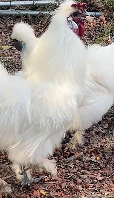 Enlarge Cosmo & Coco, a Adopted Chicken in Nashville, TN image 3/6