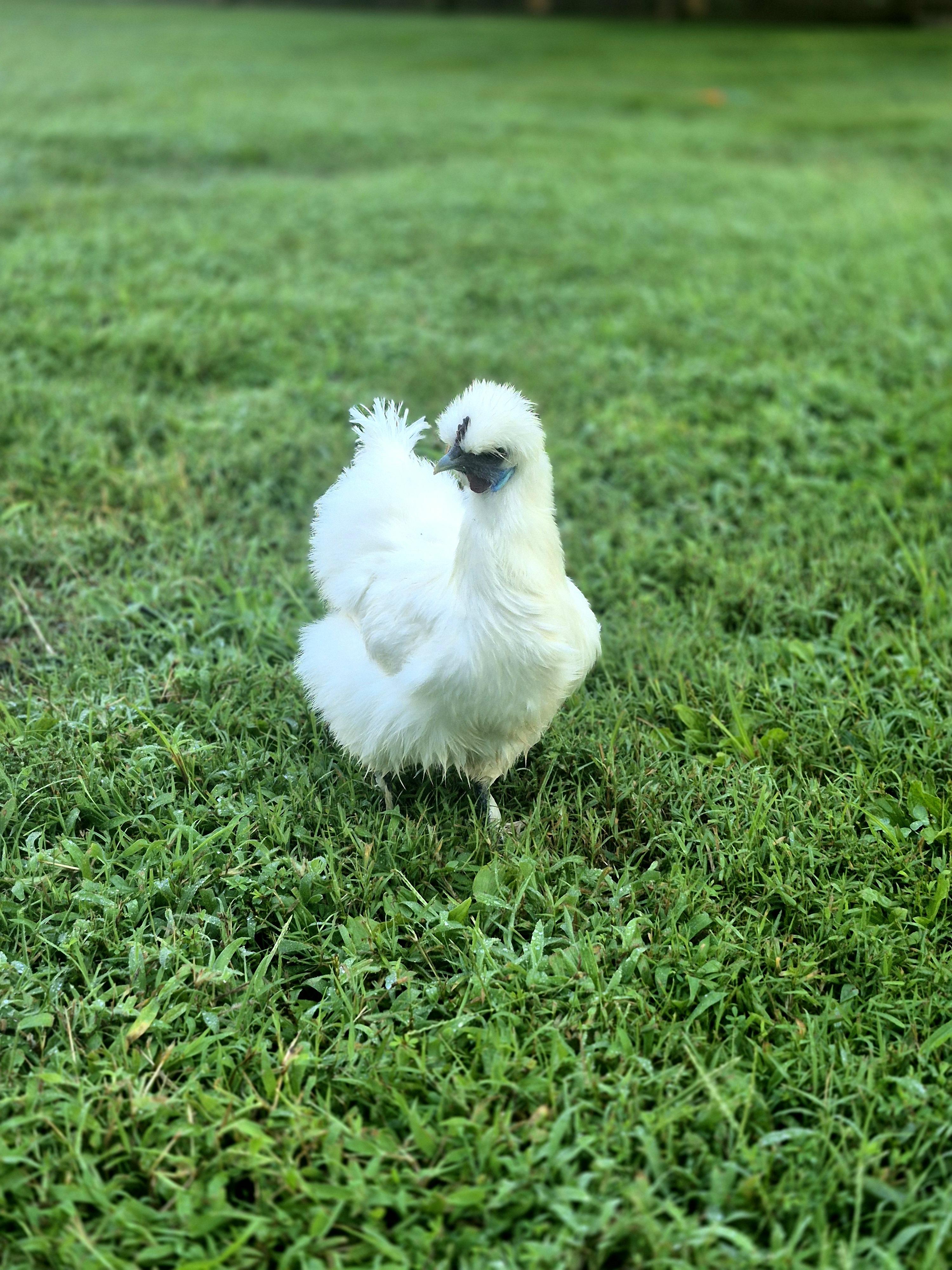 Enlarge Cosmo & Coco, a Adopted Chicken in Nashville, TN image 6/6
