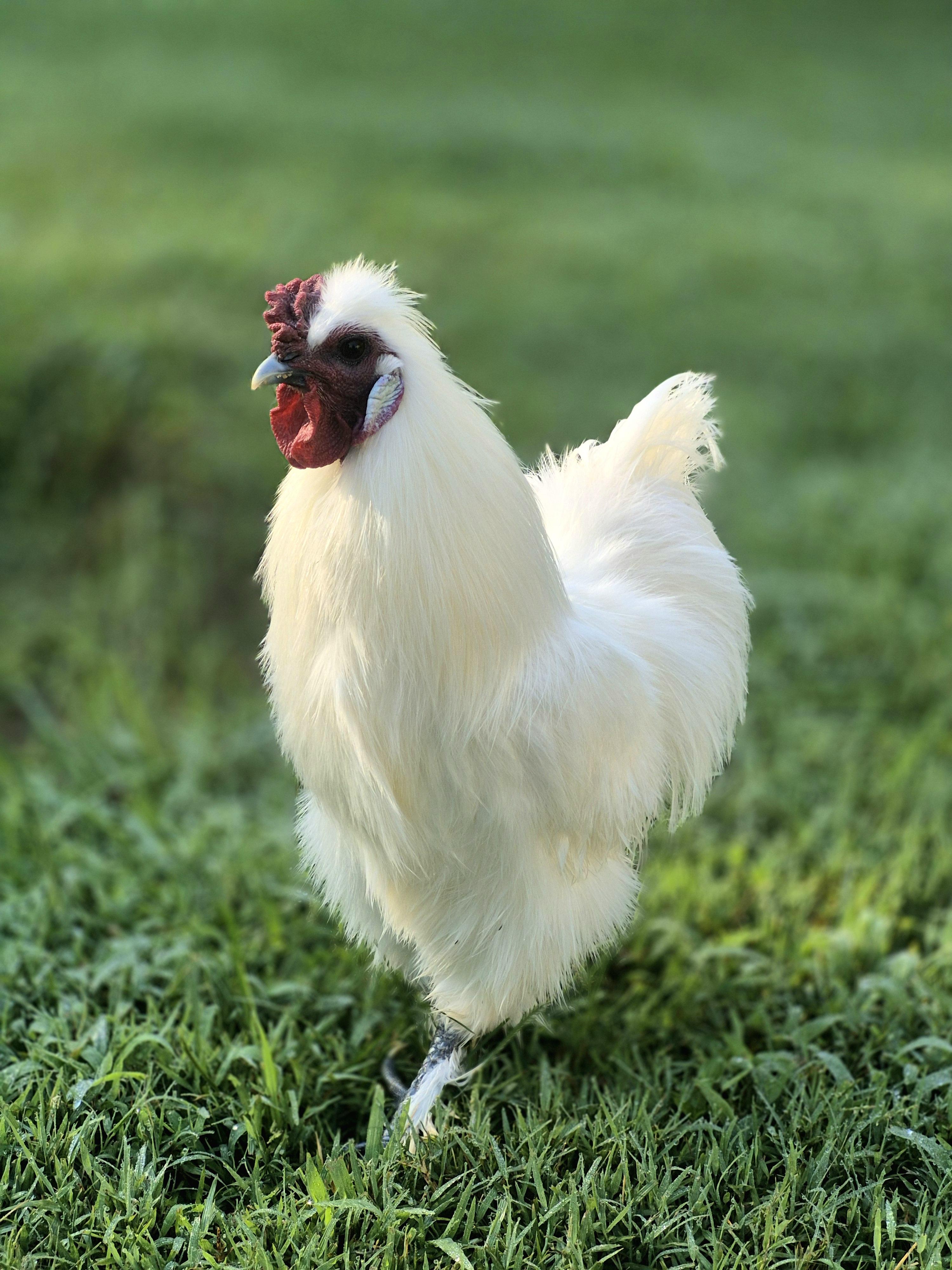 Enlarge Cosmo & Coco, a Adopted Chicken in Nashville, TN image 5/6
