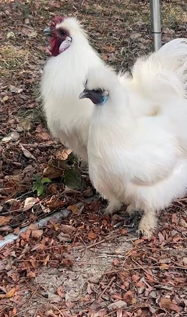 Enlarge Cosmo & Coco, a Adopted Chicken in Nashville, TN image 2/6