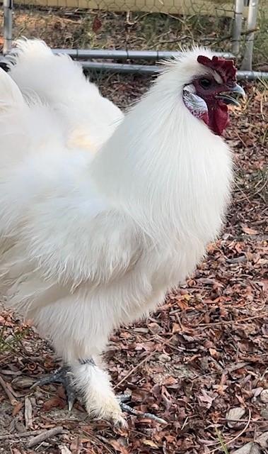 Enlarge Cosmo & Coco, a Adopted Chicken in Nashville, TN image 4/6