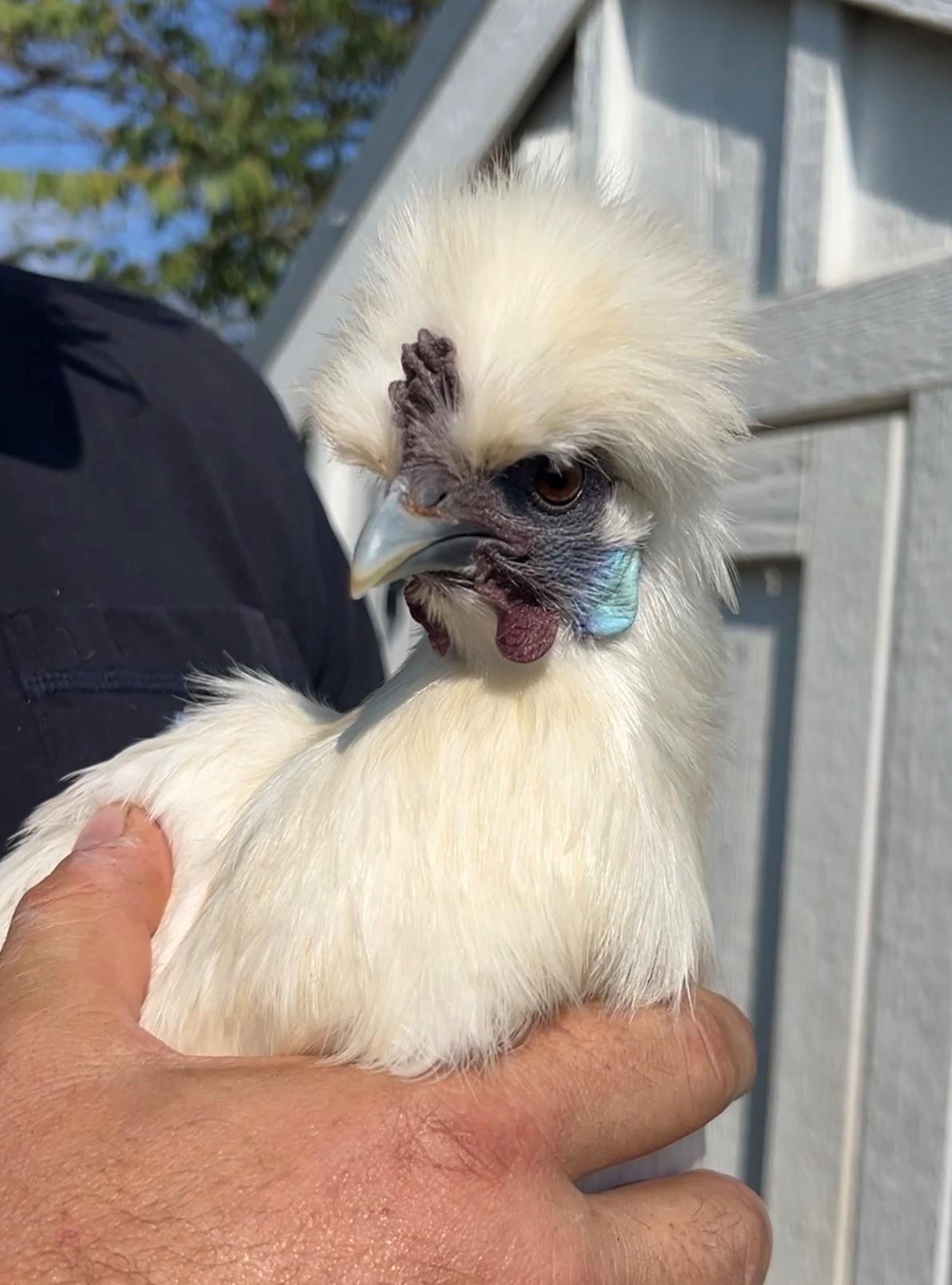 Enlarge Cosmo & Coco, a Adopted Chicken in Nashville, TN image 1/6