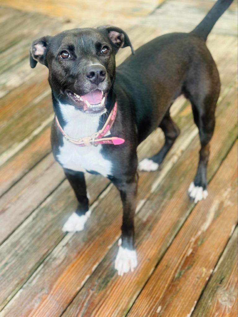 Kuba (fka Rowland puppy 10