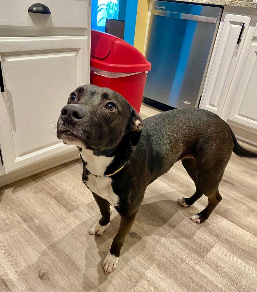 Kuba (fka Rowland puppy 10 — thumbnail 3