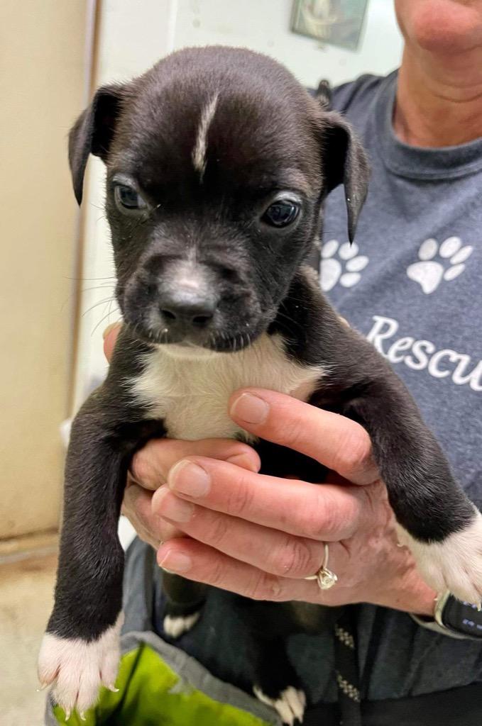 Kuba (fka Rowland puppy 10 — thumbnail 4