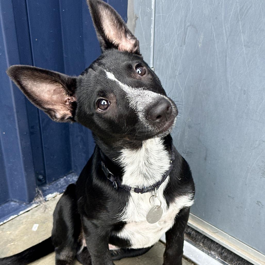 Plum, Adoptable, Puppy Female Shepherd & Mixed Breed.