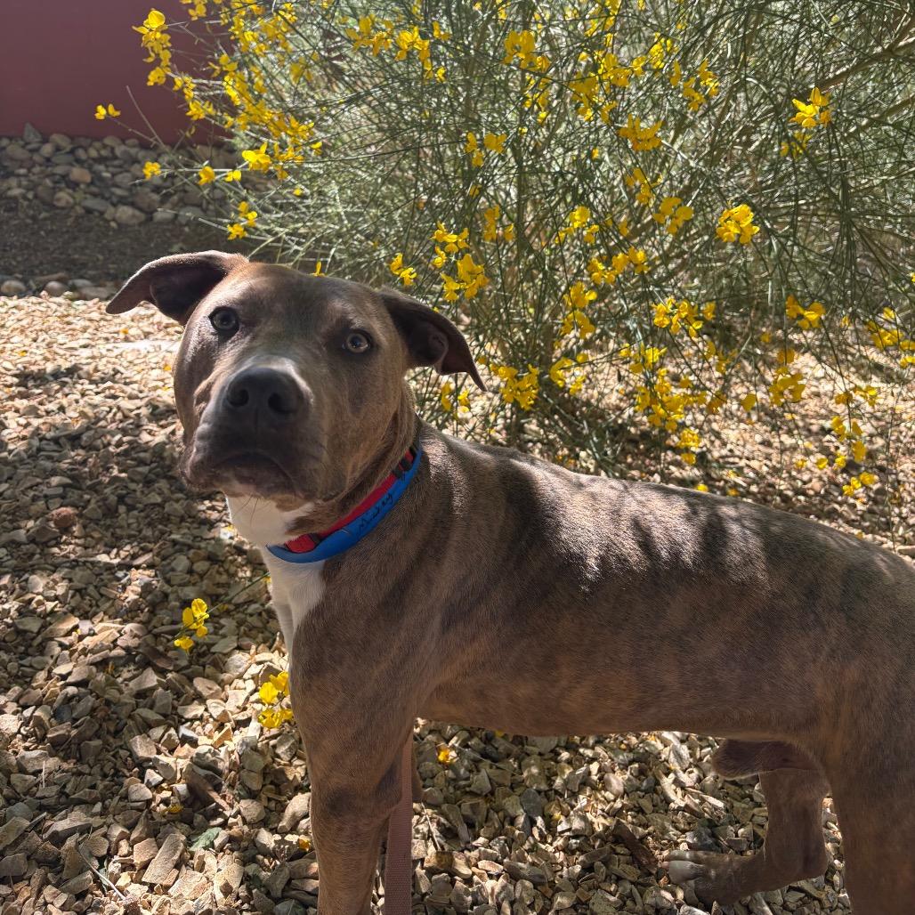 Enlarge Mickey, a Adoptable mixed breed in Albuquerque, NM image 1/6