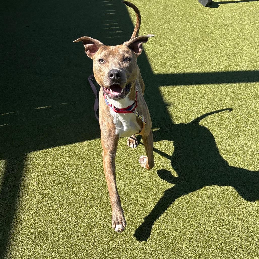 Enlarge Mickey, a Adoptable mixed breed in Albuquerque, NM image 2/6