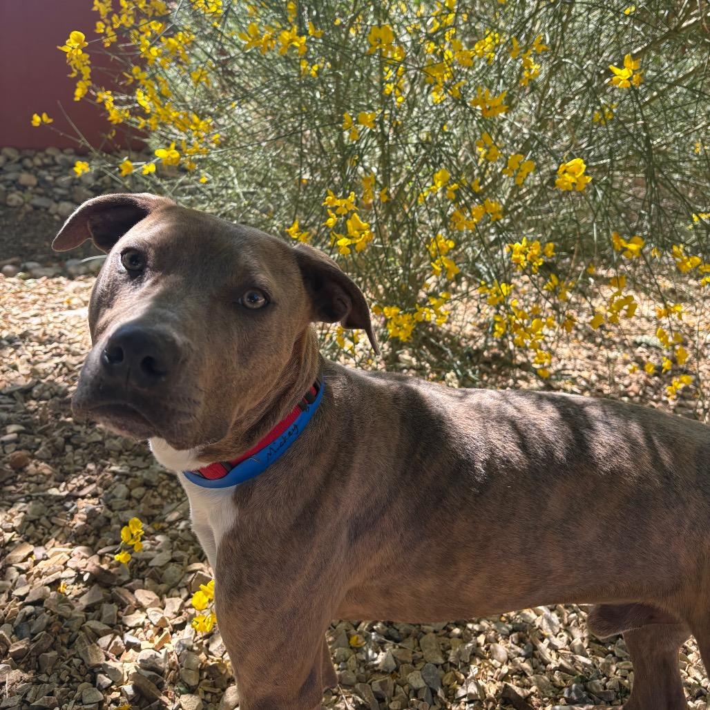 Enlarge Mickey, a Adoptable mixed breed in Albuquerque, NM image 3/6