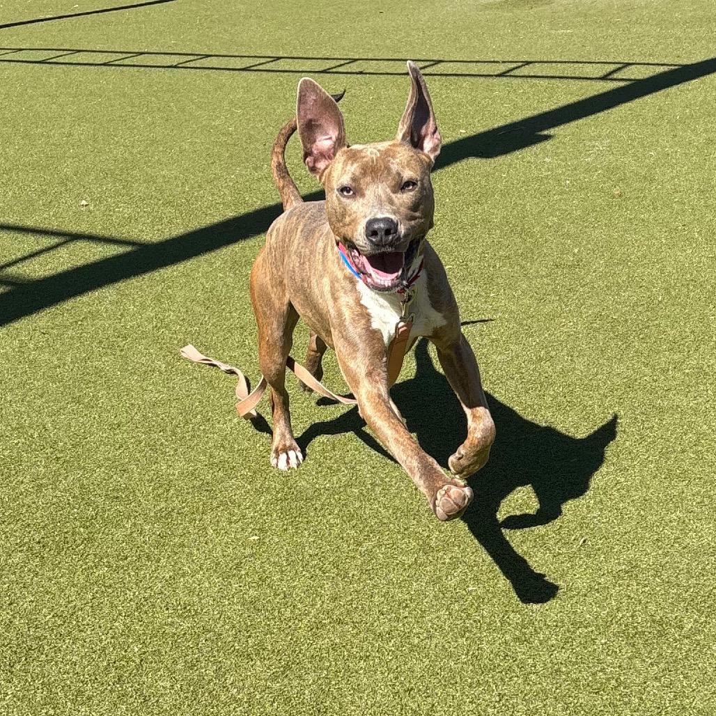 Enlarge Mickey, a Adoptable mixed breed in Albuquerque, NM image 4/6