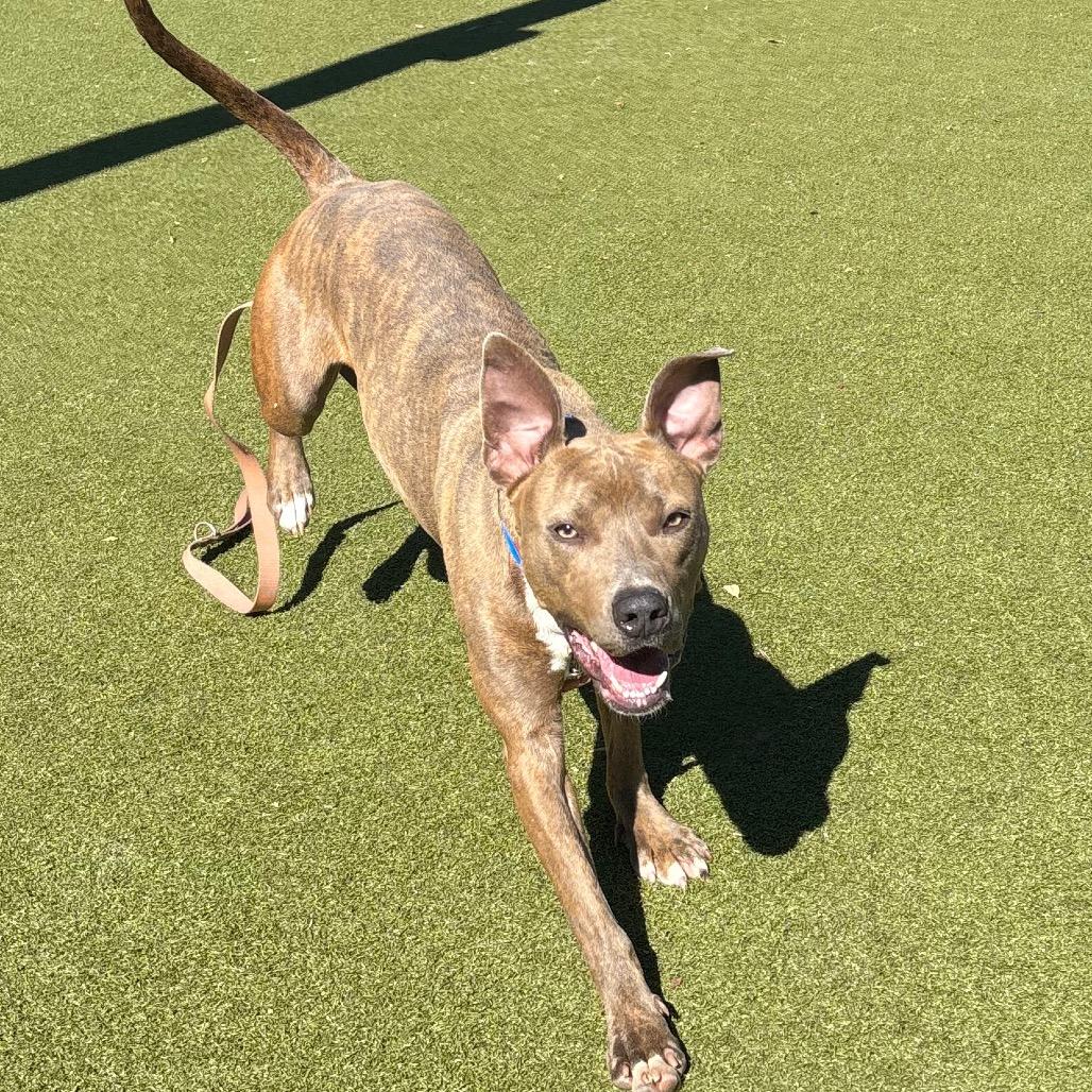Enlarge Mickey, a Adoptable mixed breed in Albuquerque, NM image 5/6