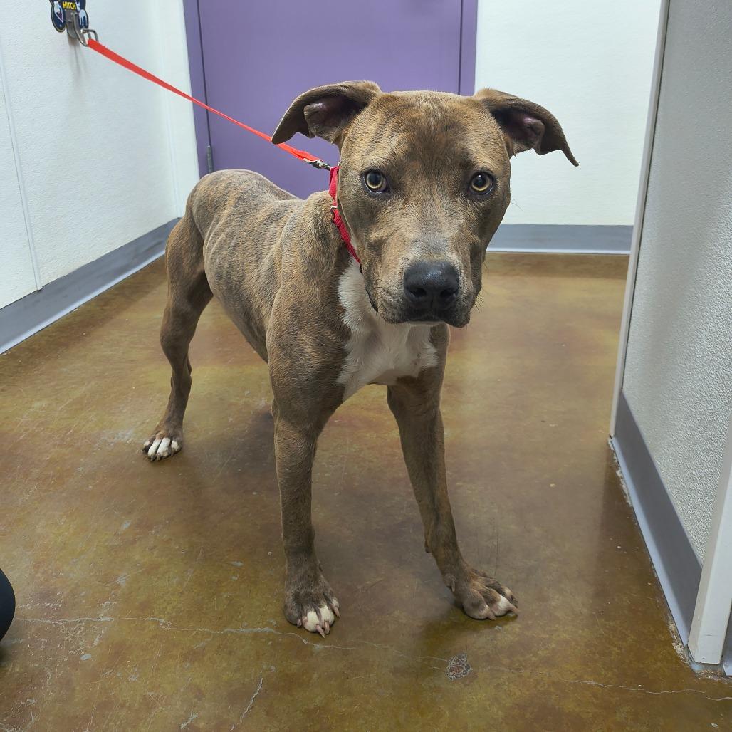 Enlarge Mickey, a Adoptable mixed breed in Albuquerque, NM image 6/6