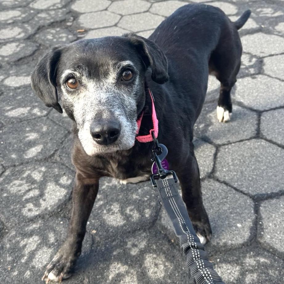 Rose, ADOPTABLE, Senior Female Chiweenie & Beagle.