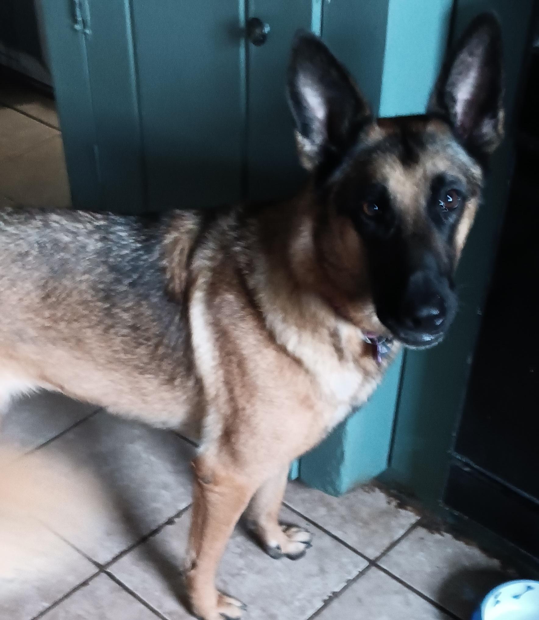 Trixie, Adoptable, Young Female German Shepherd Dog & Belgian Shepherd / Malinois.