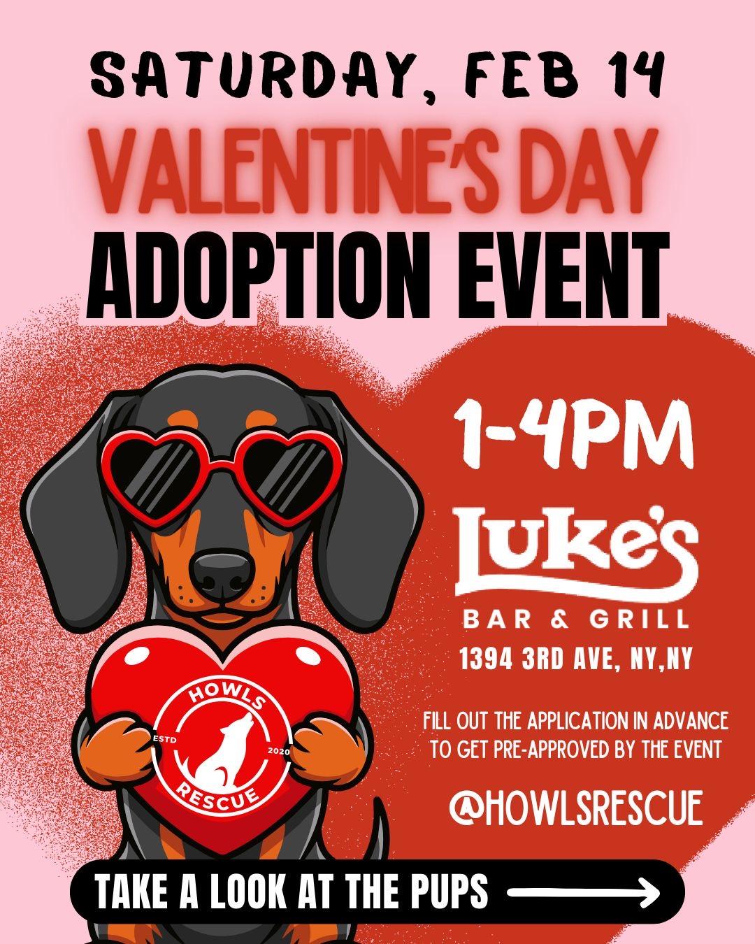 Valentine, an adopted mixed breed in Tomkins Cove, NY image 4/4