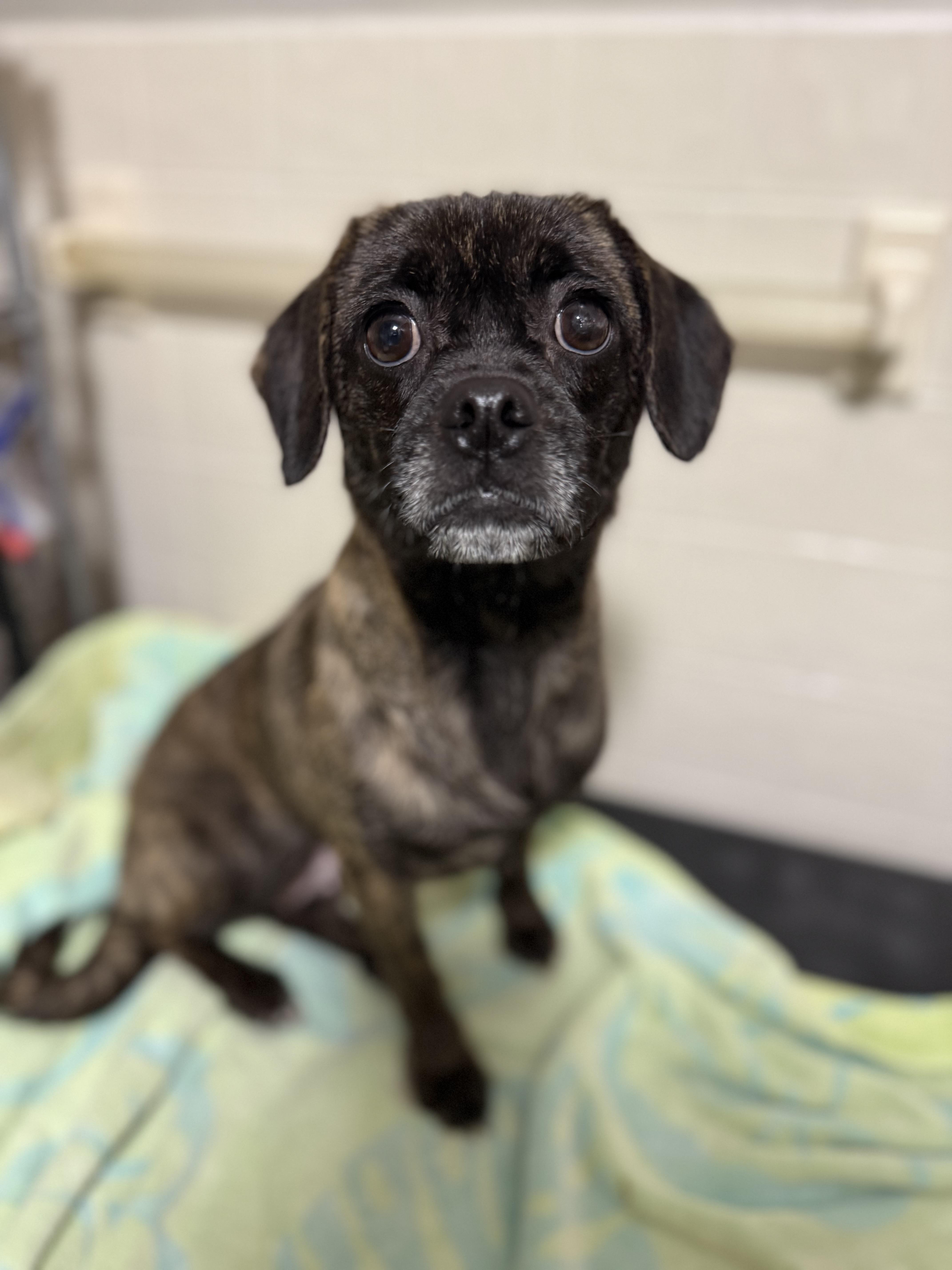 Valentine, an adopted mixed breed in Tomkins Cove, NY image 3/4