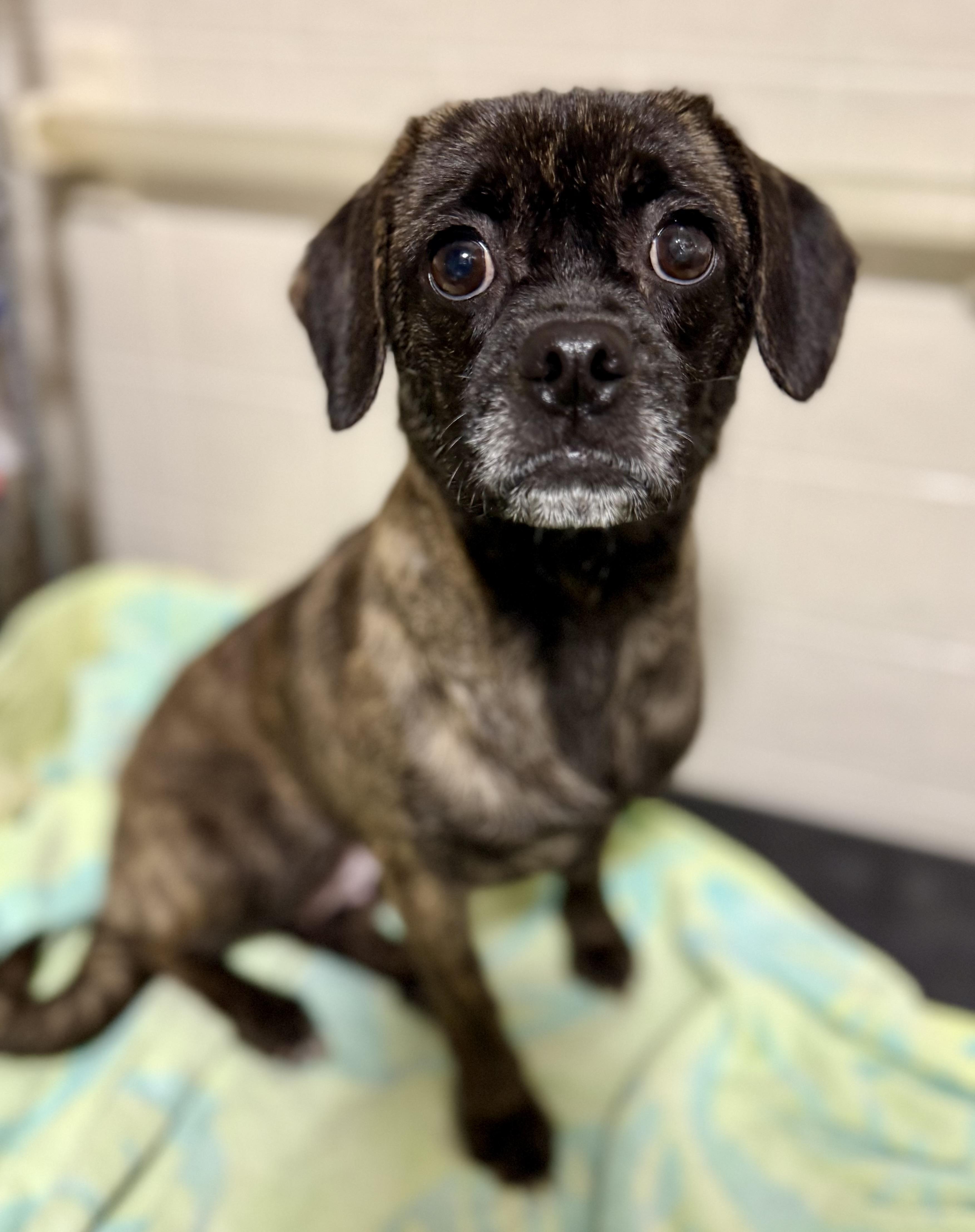 Valentine, an adopted mixed breed in Tomkins Cove, NY image 1/4