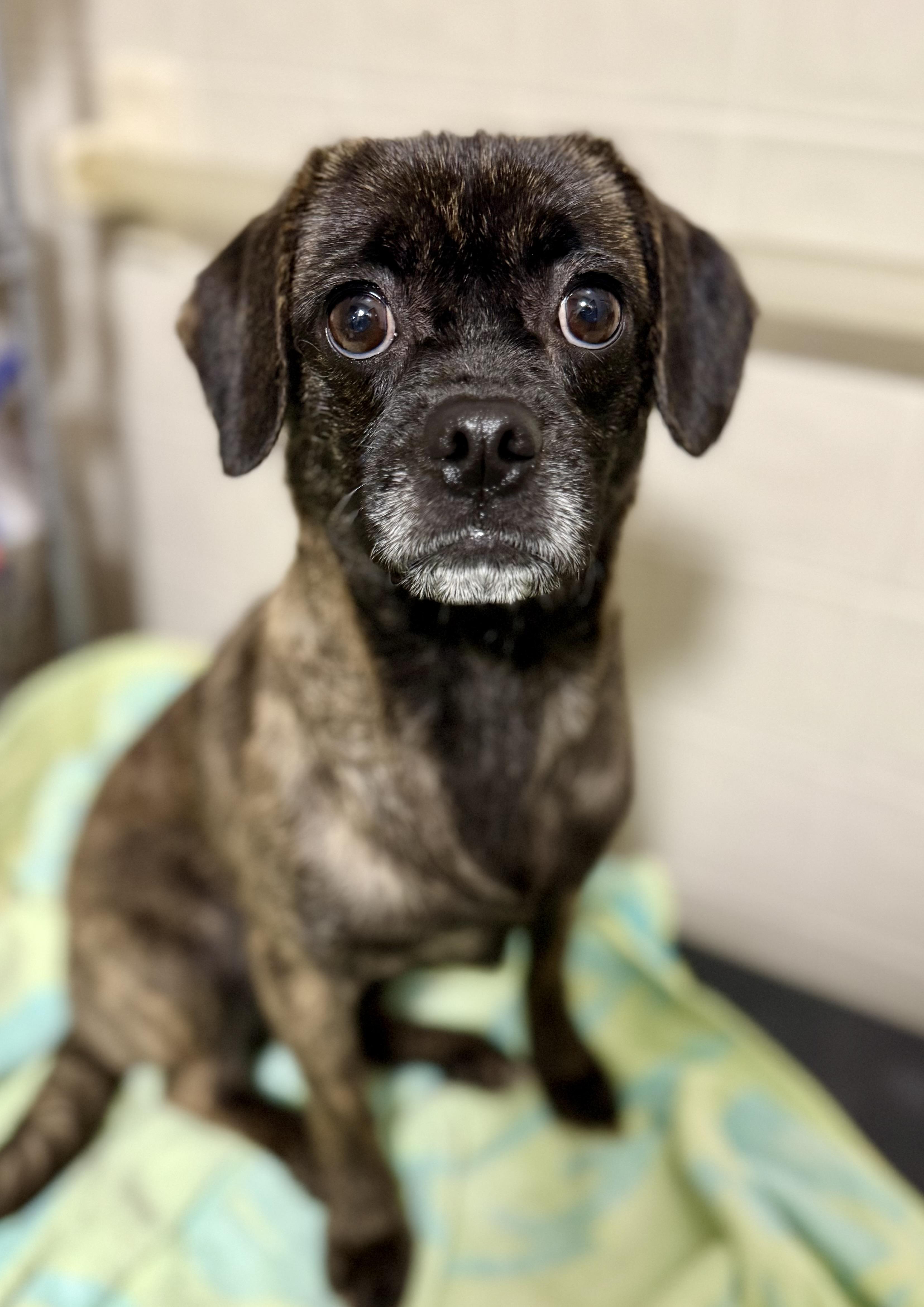 Valentine thumbnail 3