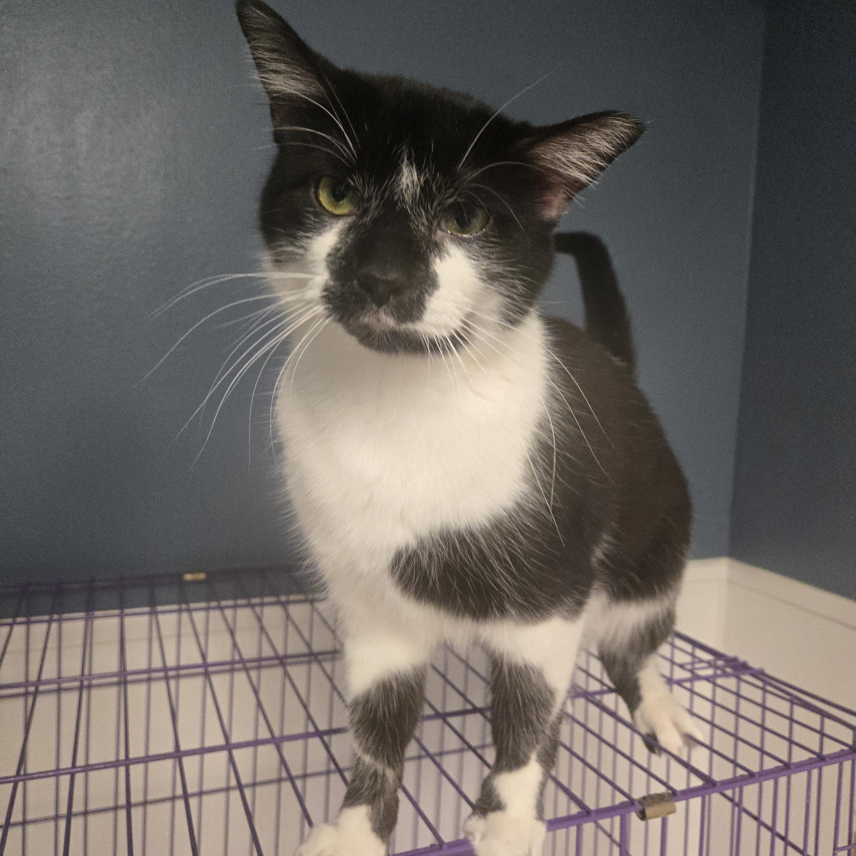 Oreo, ADOPTABLE, Adult Male American Shorthair.