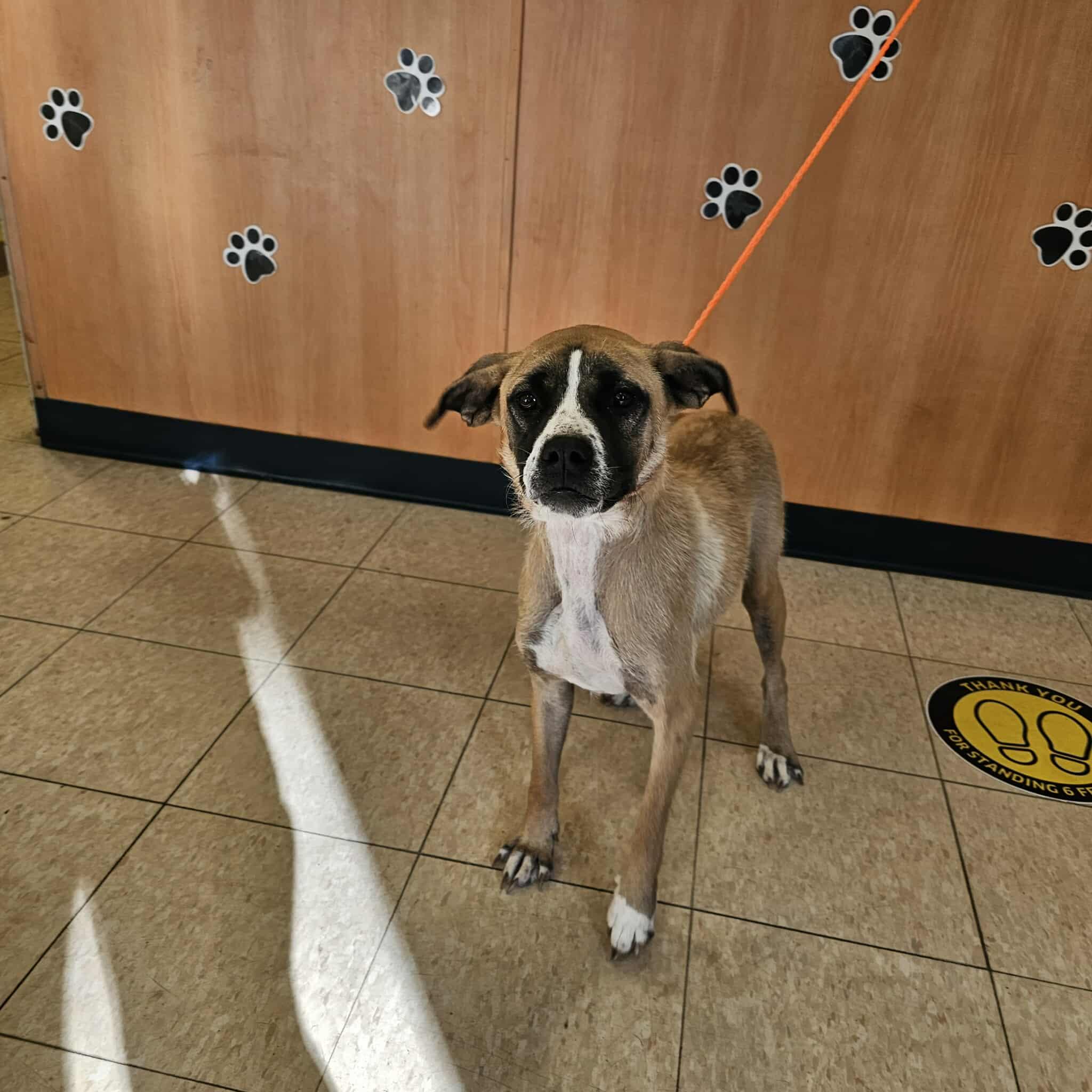 Enlarge Sasha, a Adoptable Mixed Breed in Ludington, MI image 1/1