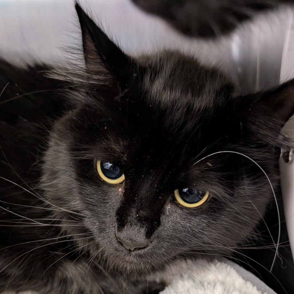 Enlarge Tot, a Adoptable Domestic Medium Hair in Spokane, WA image 1/1