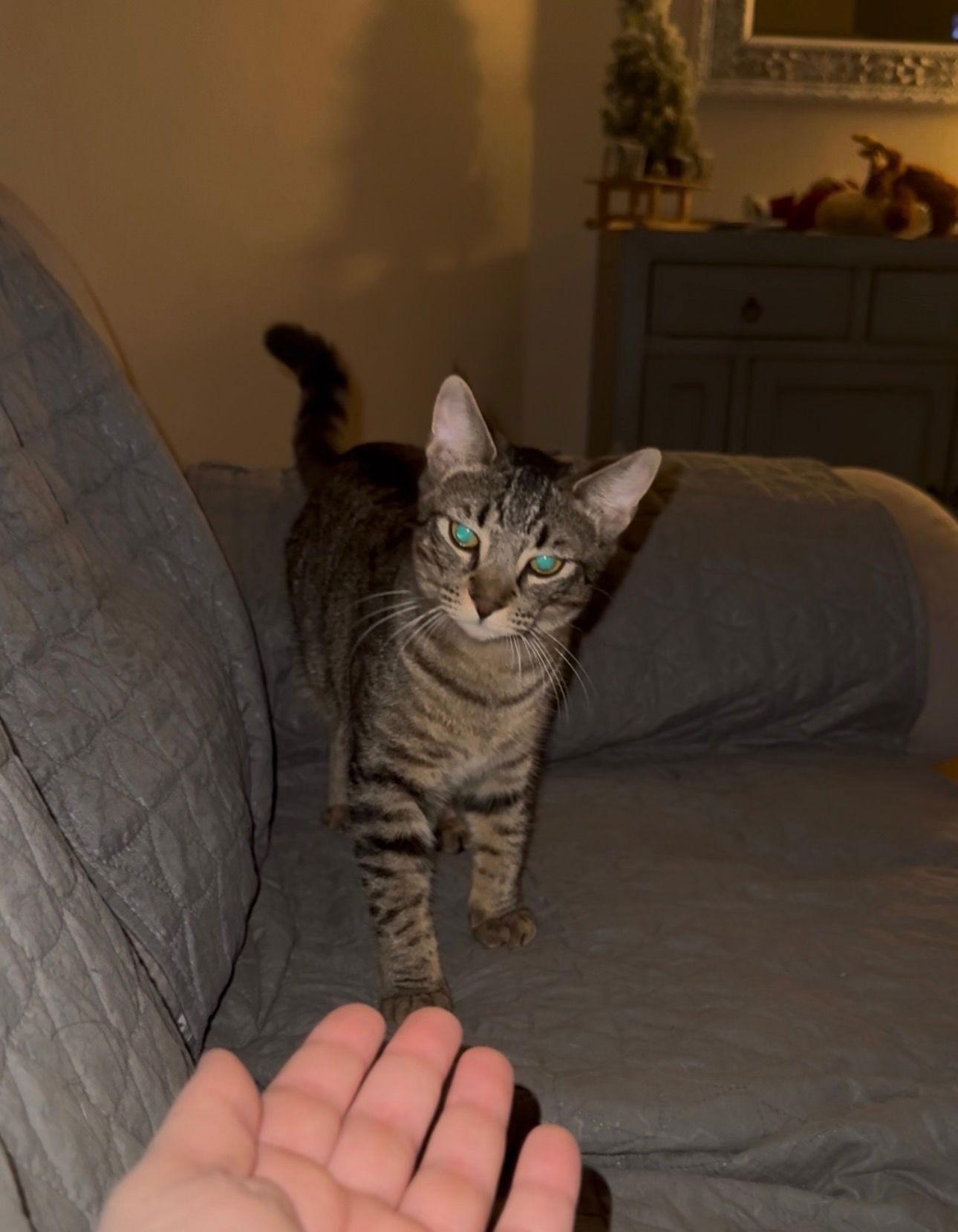 Enlarge O Hearn, a Adoptable Domestic Short Hair in Chandler, AZ image 1/2