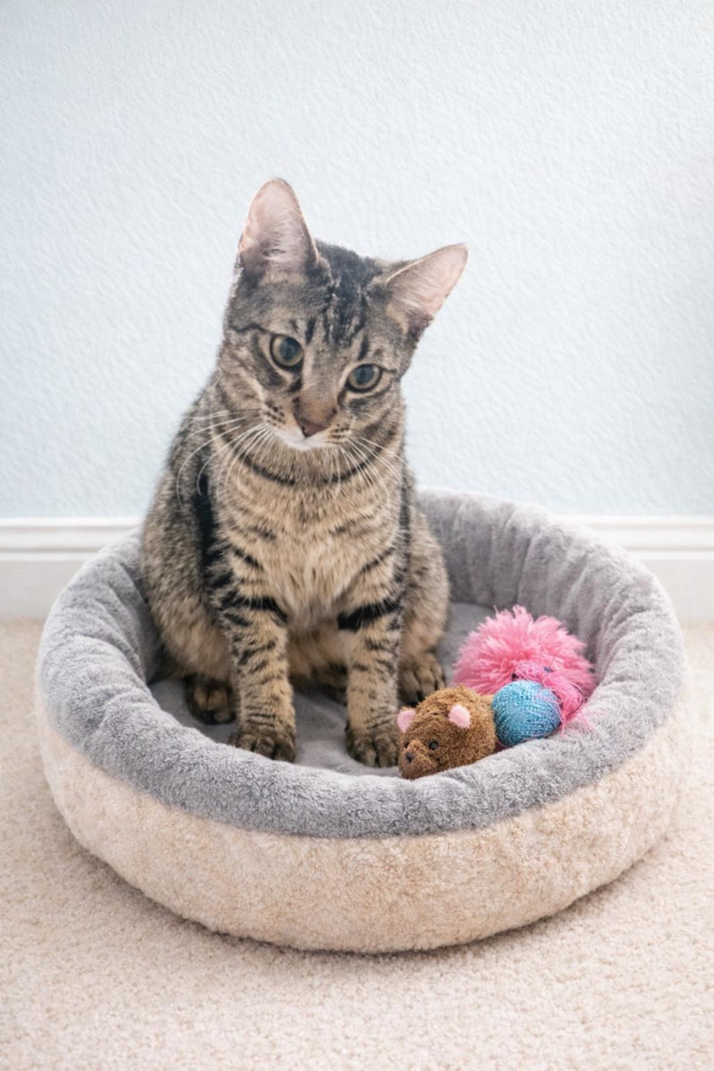 Enlarge O Hearn, a Adoptable Domestic Short Hair in Chandler, AZ image 2/2