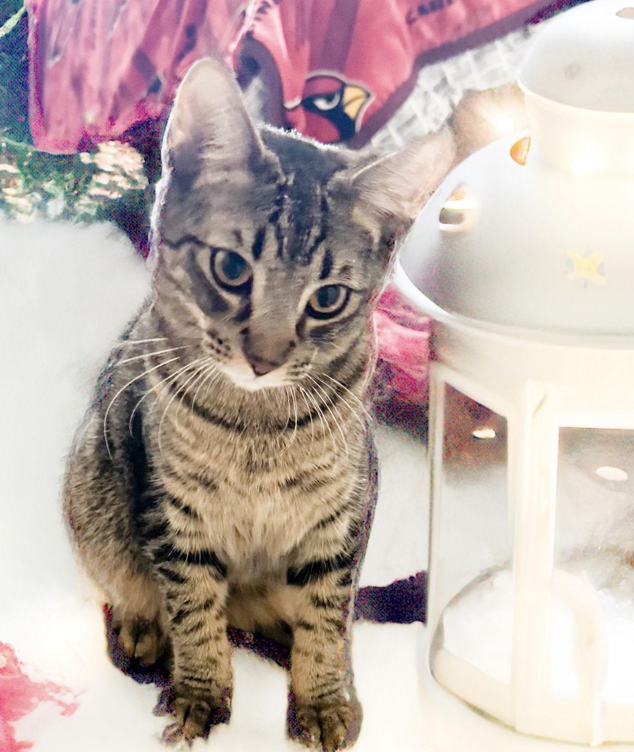 Enlarge O Hearn, a Adoptable Domestic Short Hair in Chandler, AZ image 1/1