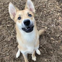 Balto , an adopted Husky in Xenia , OH image 5/5