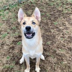 Balto , an adopted Husky in Xenia , OH image 4/5