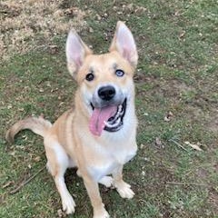 Balto , adopted, Young Male Husky.