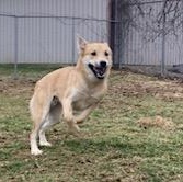 Balto , an adopted Husky in Xenia , OH image 2/5
