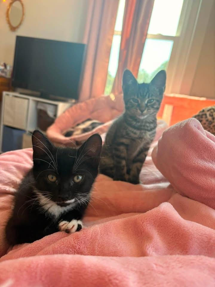 Ethel & Mable, a ADOPTABLE American Shorthair in Warminster, PA image 4/4