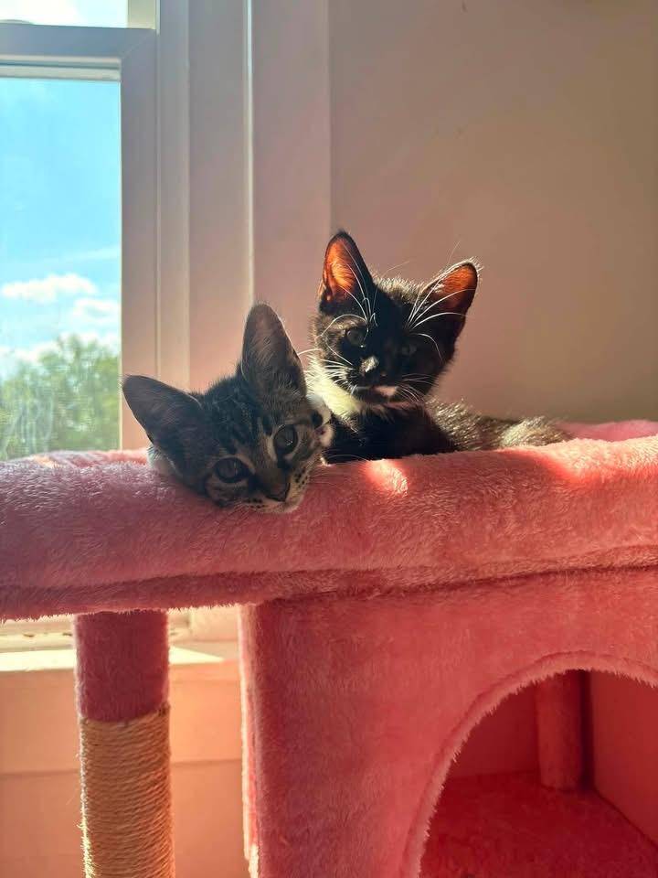 Ethel & Mable, a ADOPTABLE American Shorthair in Warminster, PA image 2/4