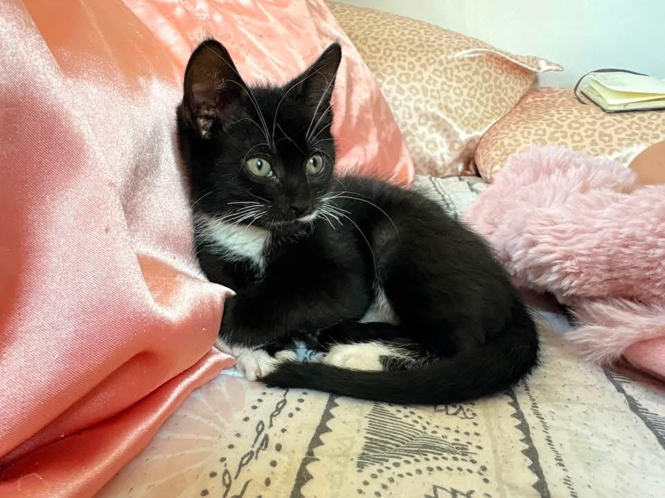 Ethel & Mable, ADOPTABLE, Kitten Female American Shorthair.