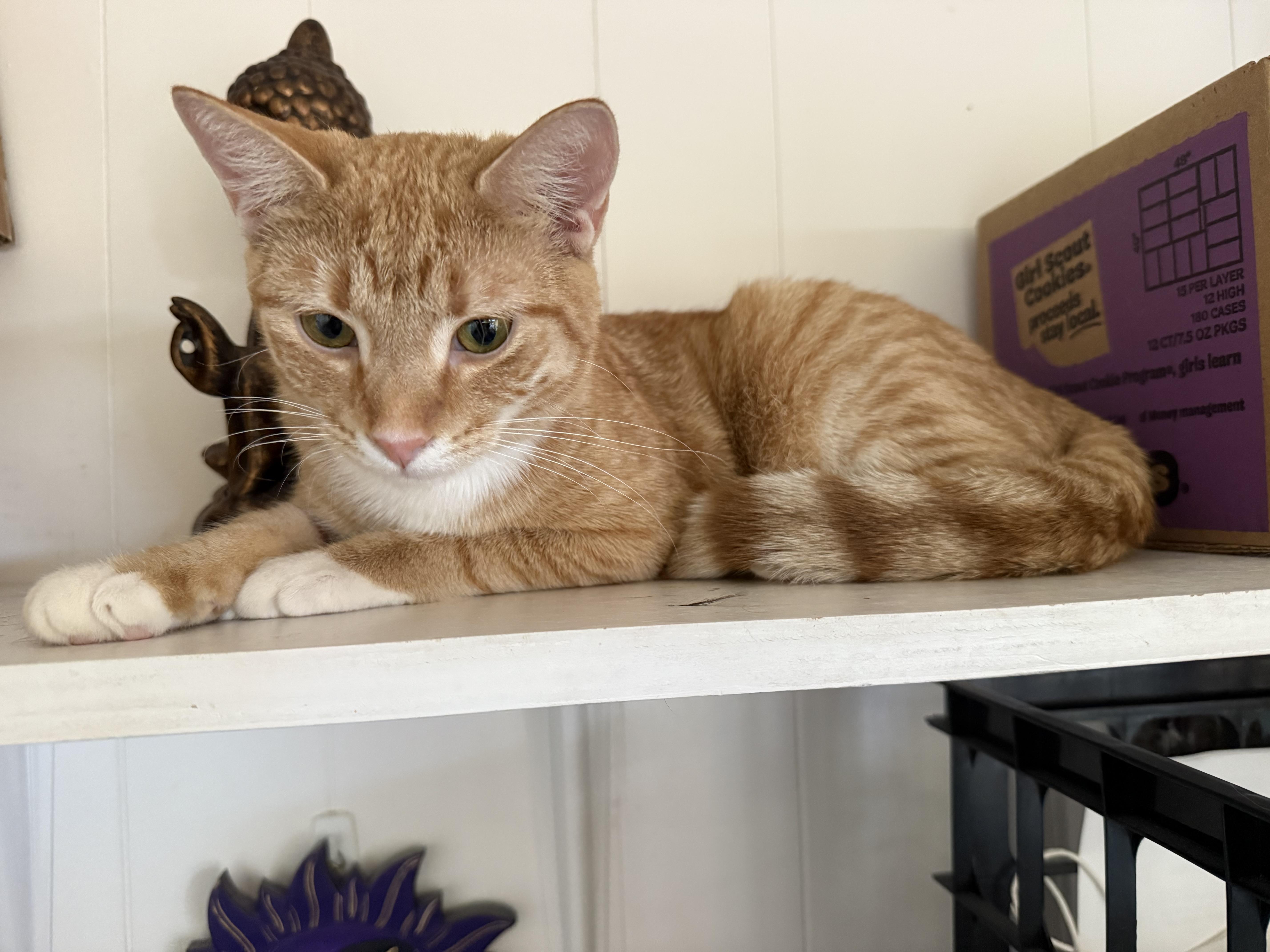 Enlarge Blondie, a Adoptable Domestic Short Hair in Satellite Beach, FL image 1/2
