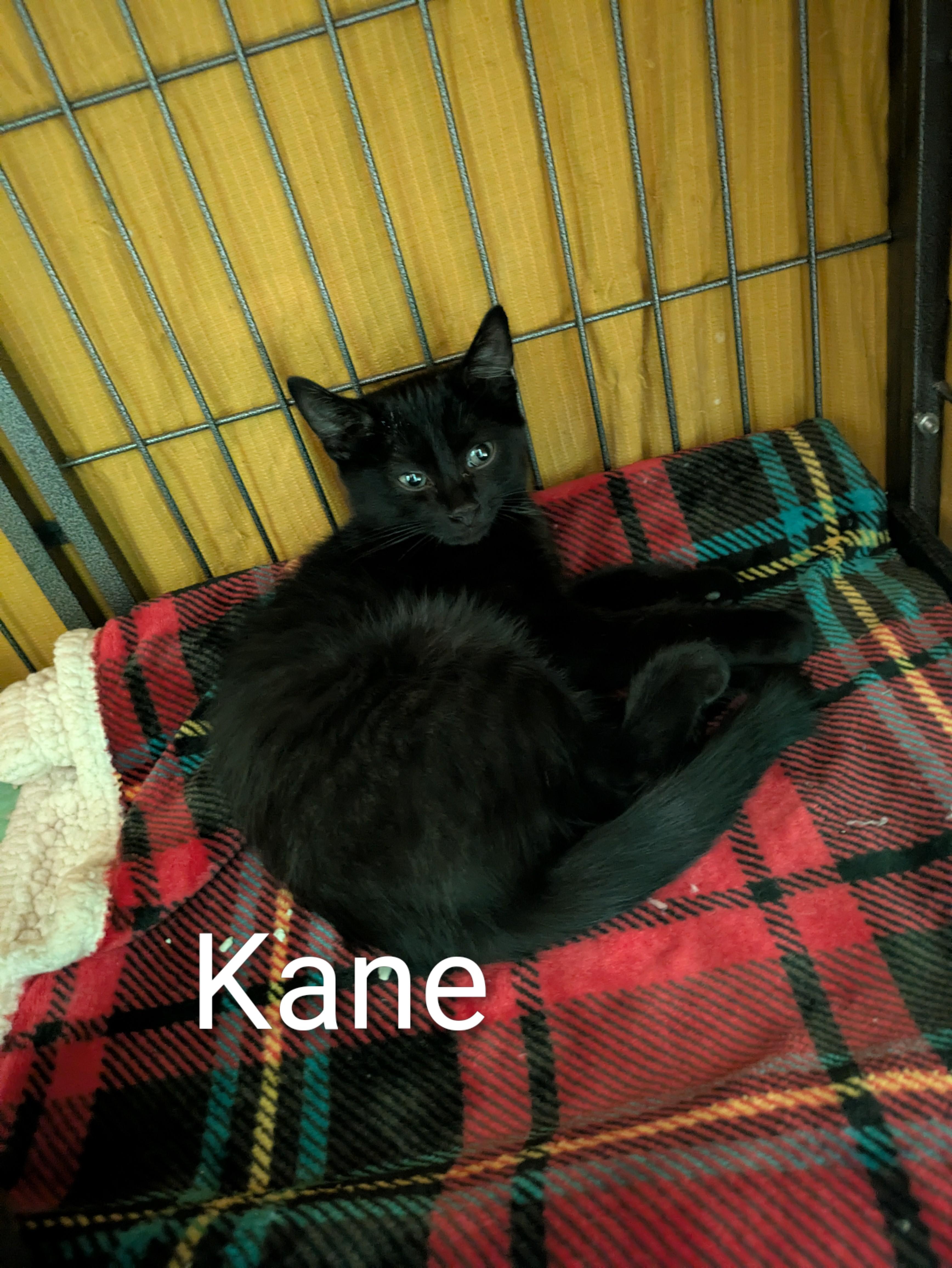 Kane, Adoptable, Young Male Domestic Short Hair.
